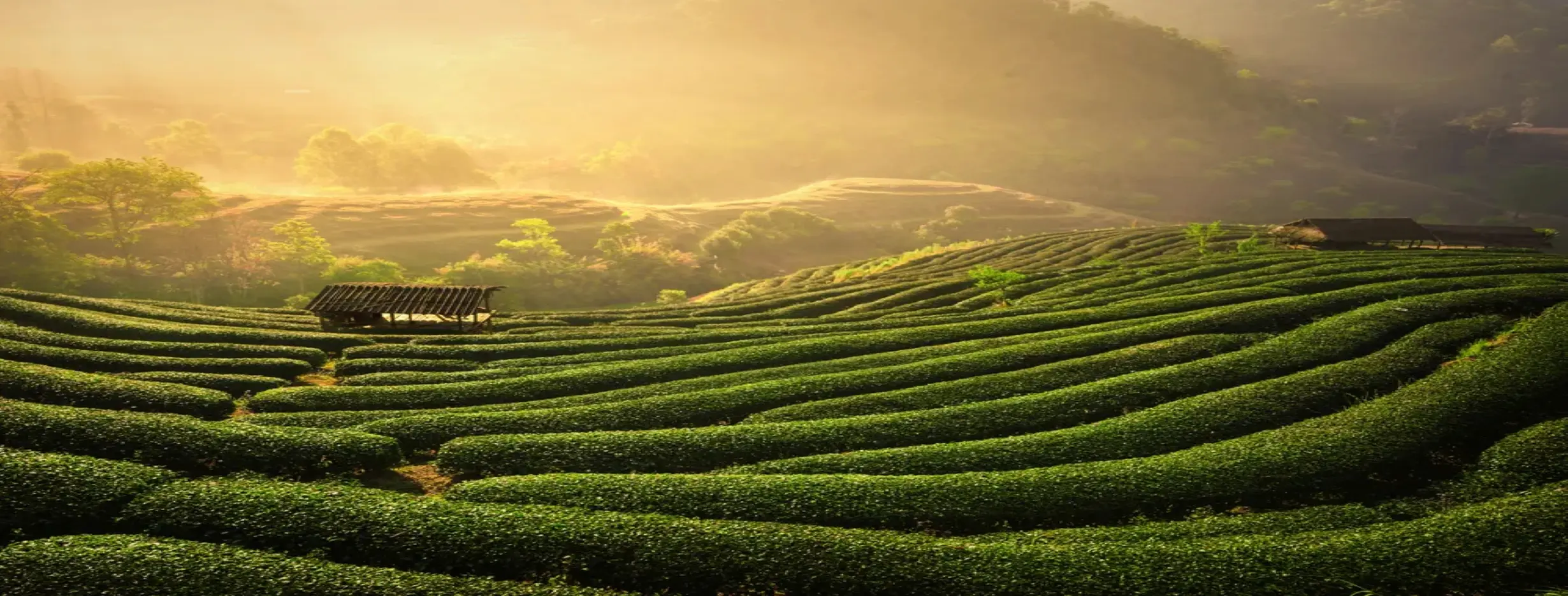 Image for Tea Plantation